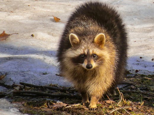 Raccoon (Procyon lotor)