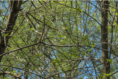 Network of Tree Branches