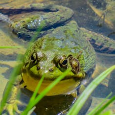 Green Frog (Lithobates clamitans) - Boisé Des Douze - 2014-05-18