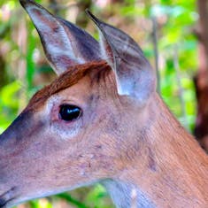 White-tailed Deer (Odocoileus virginianus) - Parc Îles-de-Boucherville - 2014-07-12