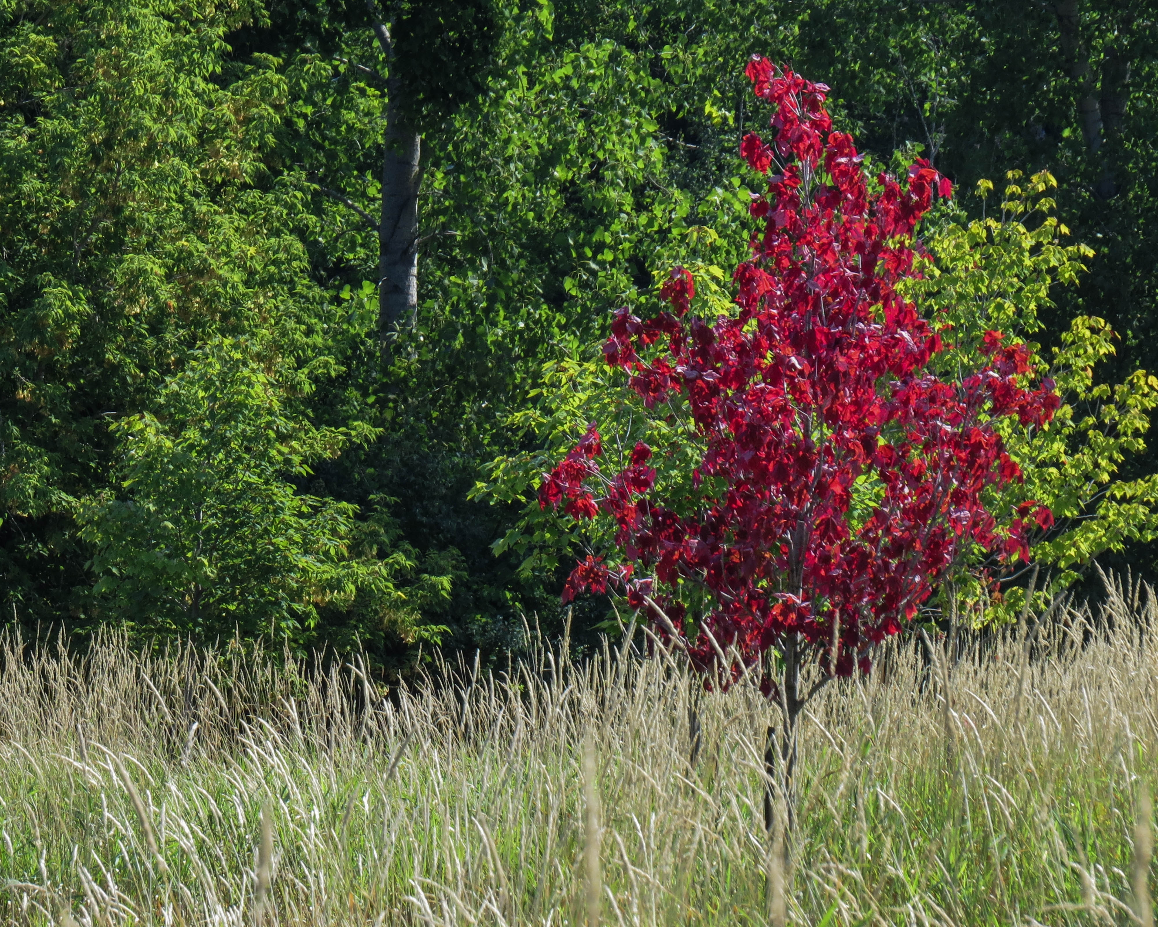 Parc Michel-Chartrand - Parc Michel-Chartrand - 2014-08-24