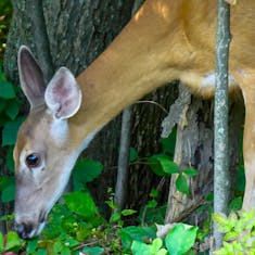 White-tailed Deer (Odocoileus virginianus) - Parc Michel-Chartrand - 2014-08-24