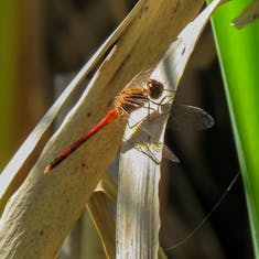 Autumn Meadowhawk (Sympetrum vicinum)