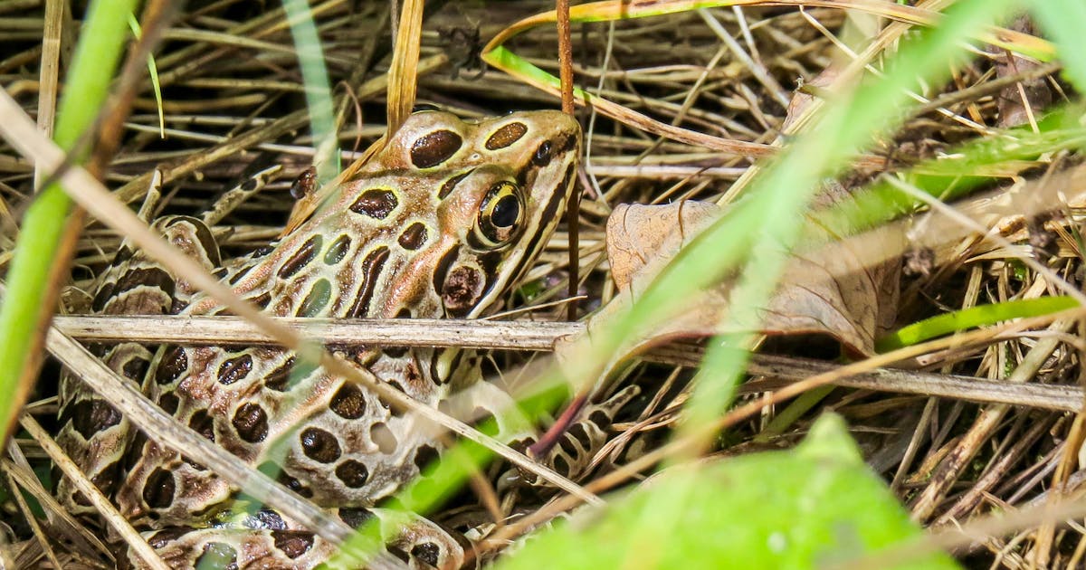 Northern Leopard Frog Lithobates pipiens 