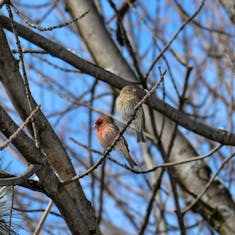 House Finch (Haemorhous mexicanus) - Parc Mont-Royal - 2015-02-22