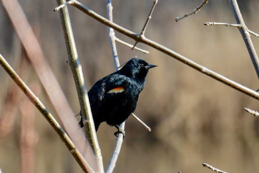 Parc Angrignon - 2015-04-18