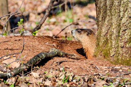 Groundhog (Marmota manox)
