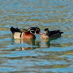 Wood Duck (Aix sponsa) - Parc Mont-Royal - 2015-05-03