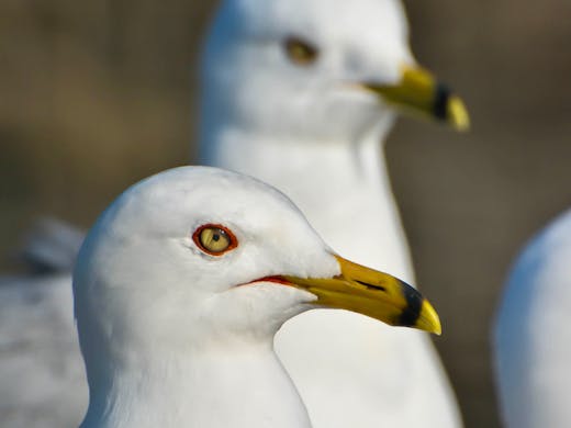 Ring-billed Gull - Parc Mont-Royal - 2015-05-03