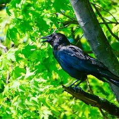 Cuervo americano (Corvus brachyrhynchos) - Mont Saint Bruno - 2015-05-17
