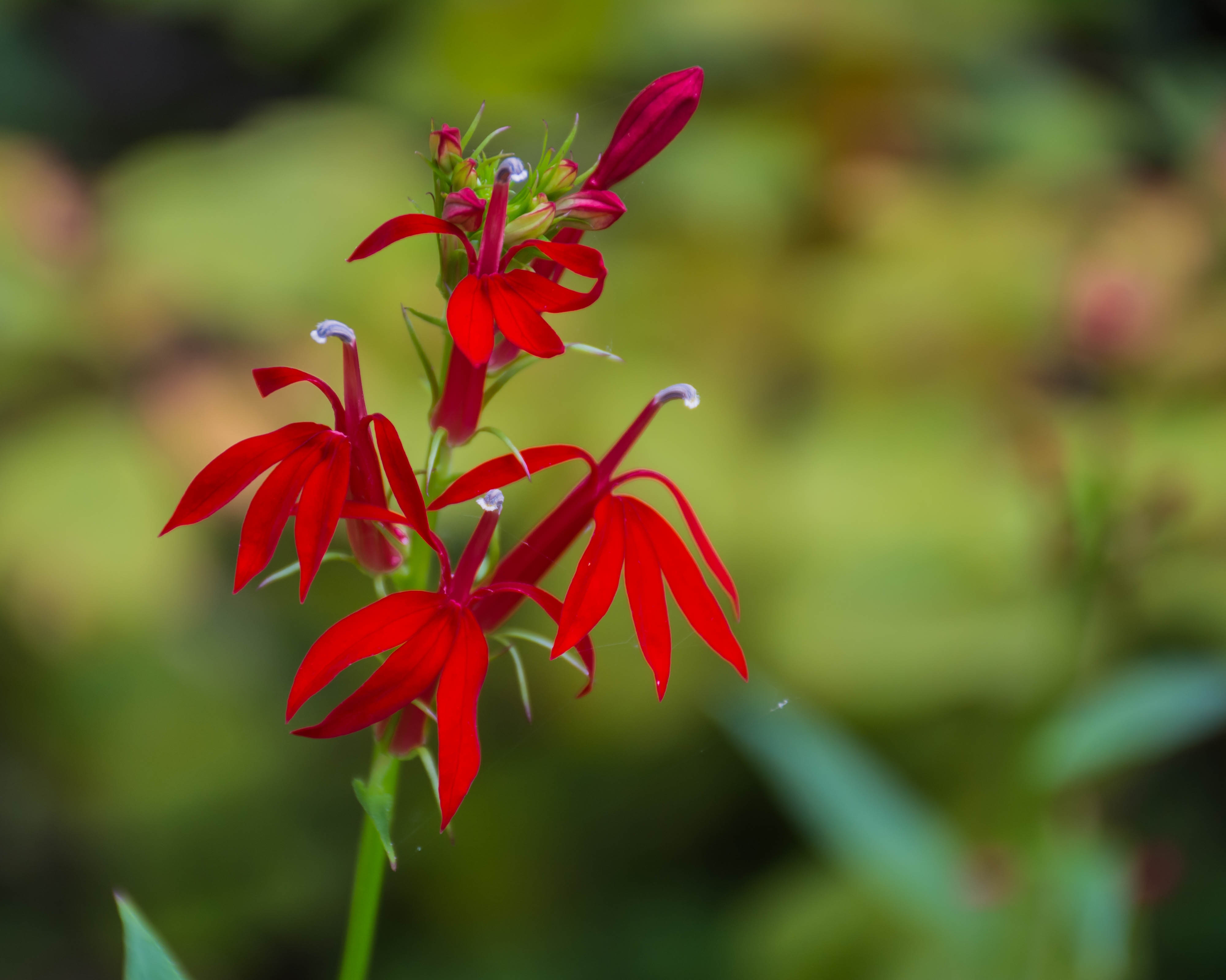 Champ des Possibles - 2015-08-22