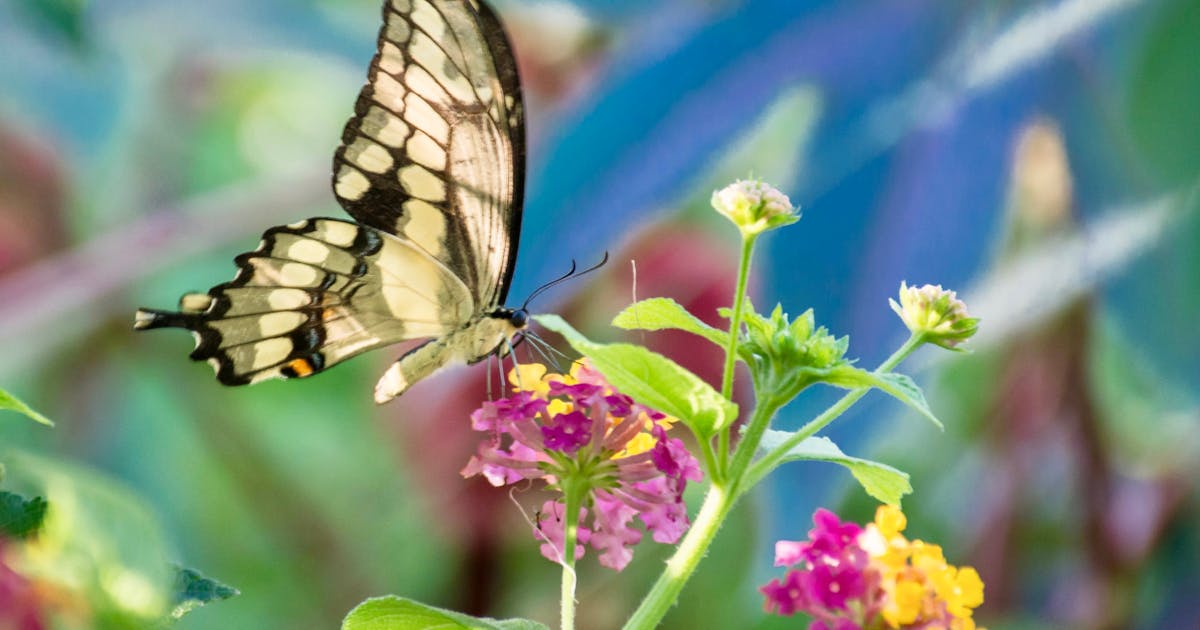 Grand porte-queue Papilio cresphontes 