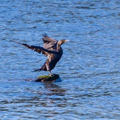 Double-Crested Cormorant (Phalacrocorax auritus) - Parc des Rapides - 2015-09-20