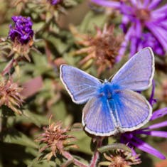 European Common Blue (Polyommattus icarus) - Champ des Possibles - 2015-09-26