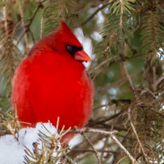 Rotkardinal (Cardinalis cardinalis) - Parc Mont-Royal - 2016-01-02