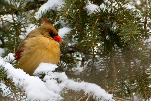 Parc Mont-Royal - 2016-01-02