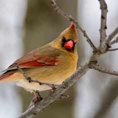 Cardinal rouge (Cardinalis cardinalis) - Parc Mont-Royal - 2016-01-02