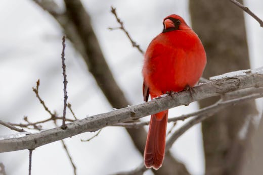 Parc Mont-Royal - 2016-01-02