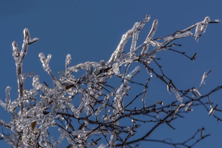 Ice-Covered Branches