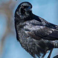 American Crow (Corvus brachyrhynchos) - Parc Mont-Royal - 2016-03-04