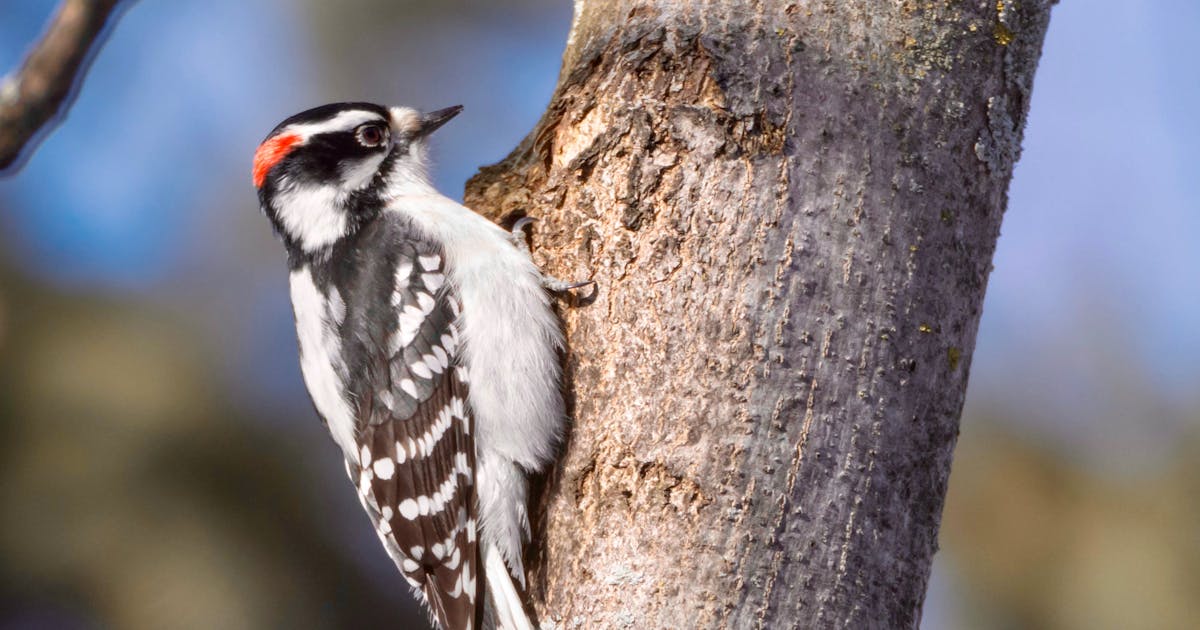 Downy Woodpecker Picoides pubescens 