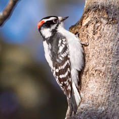 Downy Woodpecker (Picoides pubescens) - Parc Mont-Royal - 2016-03-04