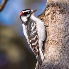 Downy Woodpecker (Picoides pubescens)
