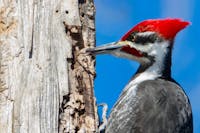Parc Angrignon - Pileated Woodpecker (Dryocopus pileatus)