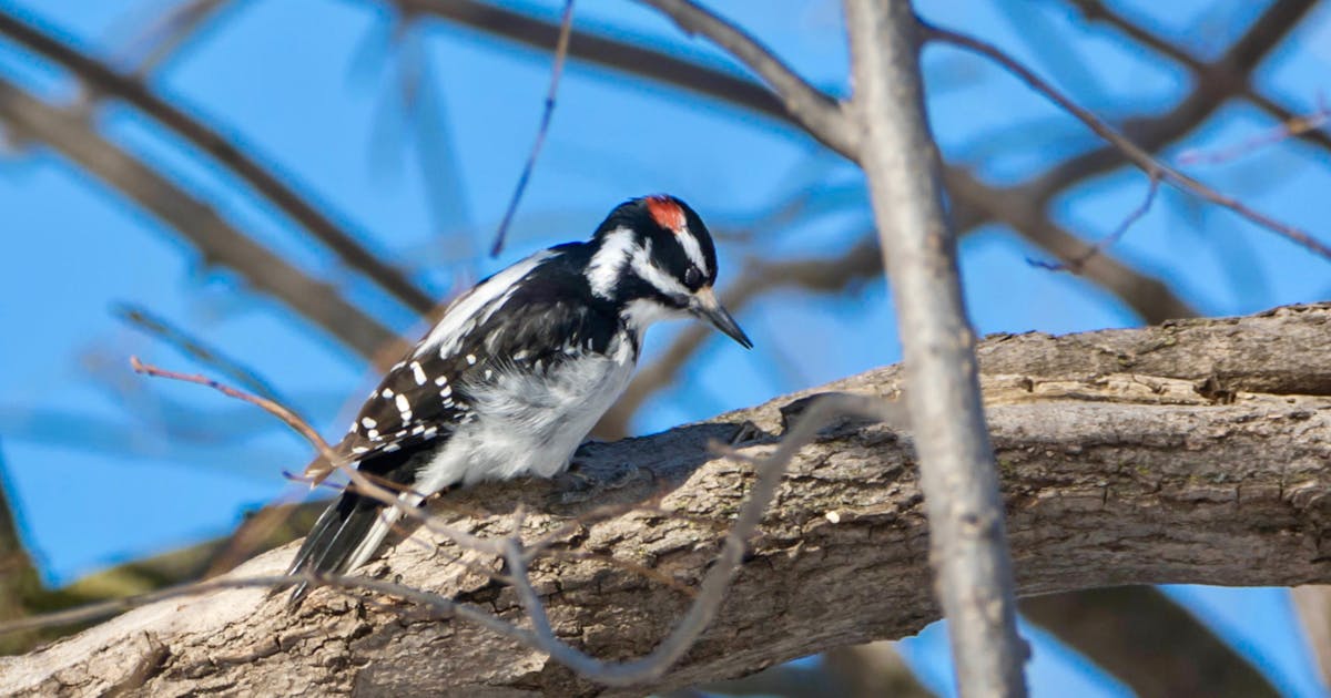 Hairy Woodpecker Picoides villosus 
