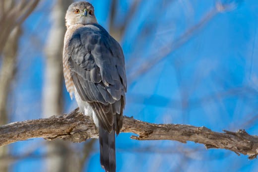 Parc Mont-Royal - 2016-03-20