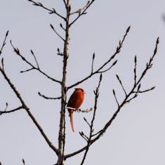 Cardinal rouge (Cardinalis cardinalis) - Parc Île-de-la-Visitation - 2016-03-21