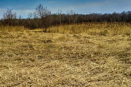 Prairie