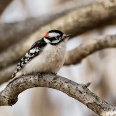 Downy Woodpecker (Picoides pubescens) - Parc Nature Pointe aux Prairies - 2016-03-22