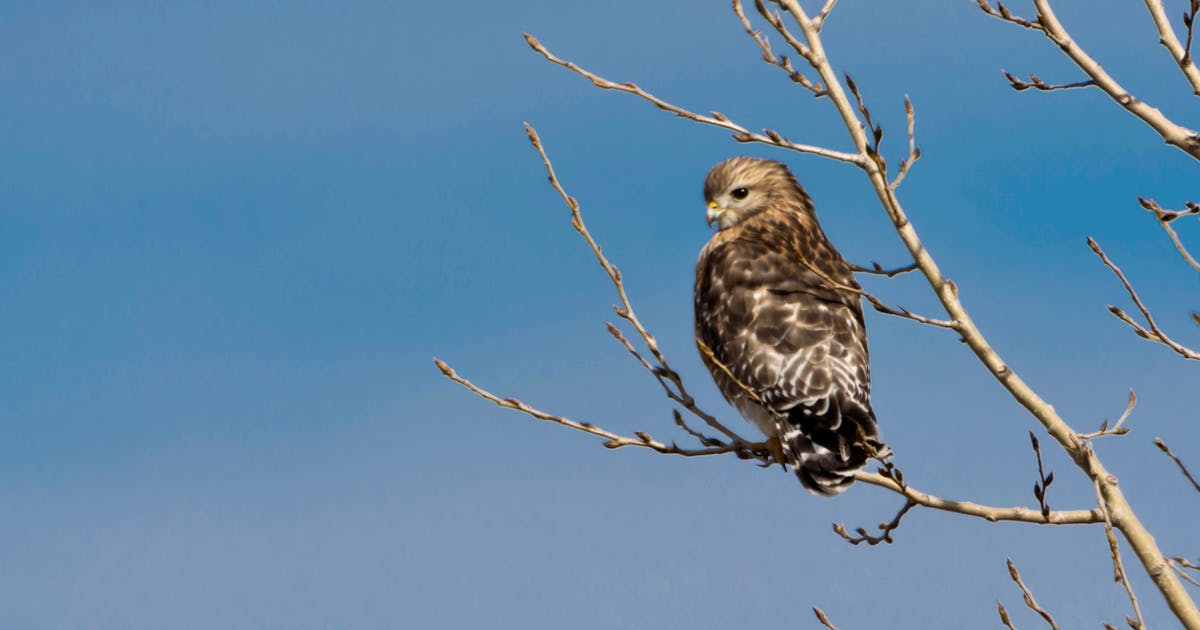 Red-shouldered Hawk Buteo lineatus 