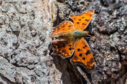 Parc Angrignon - 2016-04-17