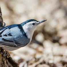 White-breasted Nuthatch (Sitta carolinensis) - Parc Angrignon - 2016-04-17