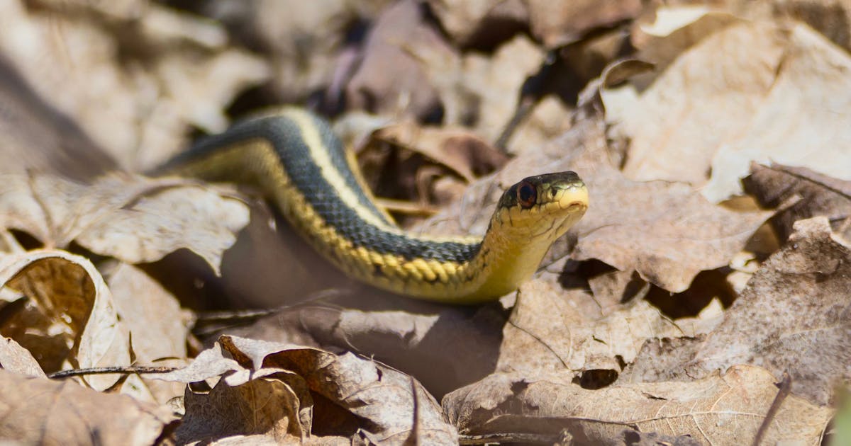 Couleuvre rayée Thamnophis sirtalis 