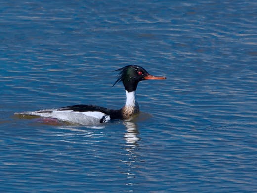 Red-breasted Merganser - Parc Angrignon - 2016-04-17