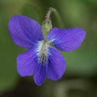 Parc Angrignon - Woolly Blue Violet (Viola sororia)