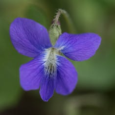 Pfingst-Veilchen (Viola sororia) - Parc Angrignon - 2016-05-14