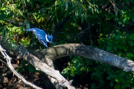 Parc des Rapides - 2016-09-03
