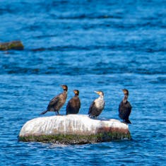 Double-Crested Cormorant (Phalacrocorax auritus) - Parc des Rapides - 2016-10-15