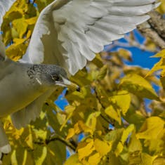 Ring-billed Gull (Larus delawarensis) - Parc des Rapides - 2016-10-15
