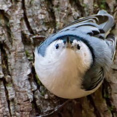 White-breasted Nuthatch (Sitta carolinensis) - Parc Angrignon - 2016-10-30