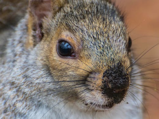 Eastern Grey Squirrel - Parc Angrignon - 2016-10-30