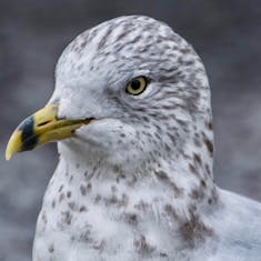 Ring-billed Gull (Larus delawarensis) - Parc Angrignon - 2016-10-30