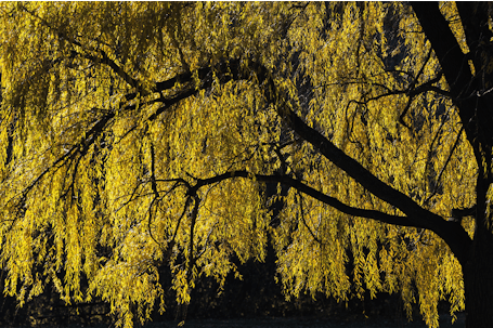 Tree at Sunset