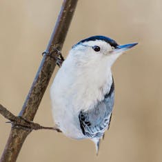 White-breasted Nuthatch (Sitta carolinensis) - Parc Angrignon - 2016-12-11