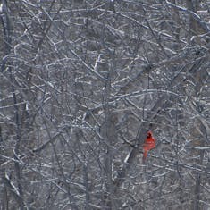 Cardinal rouge (Cardinalis cardinalis) - Parc Angrignon - 2017-03-30