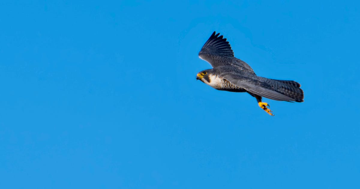Faucon pèlerin Falco peregrinus 